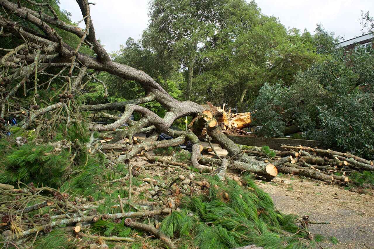 Emergency Storm Tree Removal in Allendale, CA